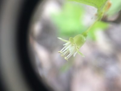 Ribes hirtellum, photographed by Étienne Lacroix-Carignan