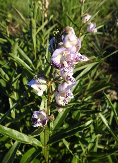 Angelonia integerrima, photographed by Cecilia Fer Díaz