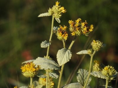 Waltheria communis, photographed by Cecilia Fer Díaz