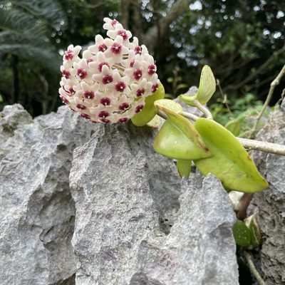 Hoya carnosa, photographed by Takaaki Hattori