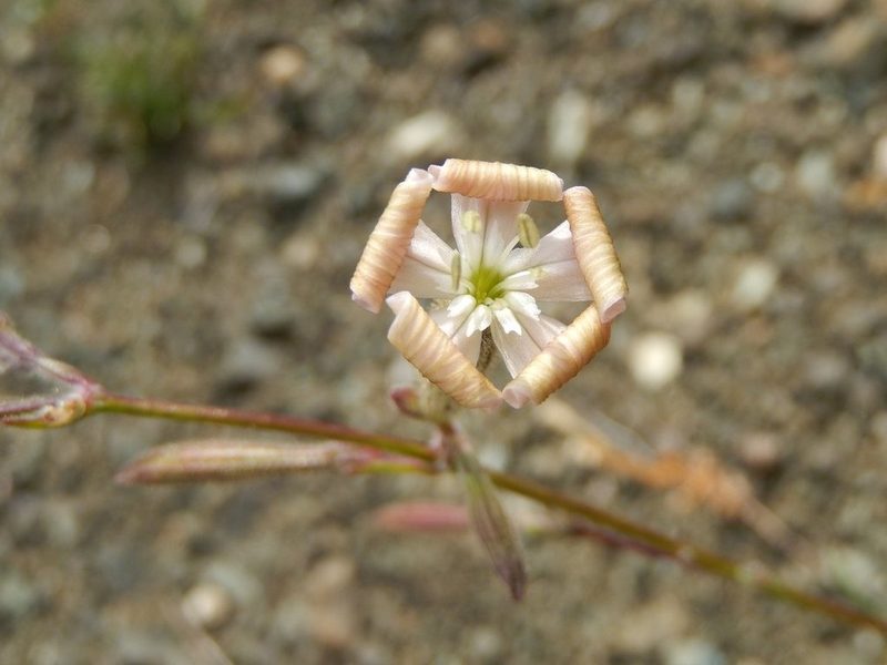 Silene paradoxa, photographed by Luca Fornasari