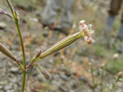 Silene paradoxa, photographed by Luca Fornasari