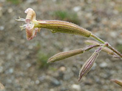 Silene paradoxa, photographed by Luca Fornasari
