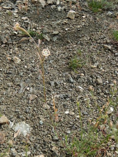 Silene paradoxa, photographed by Luca Fornasari