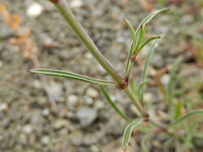 Silene paradoxa, photographed by Luca Fornasari