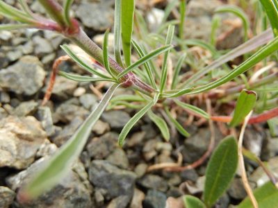 Silene paradoxa, photographed by Luca Fornasari