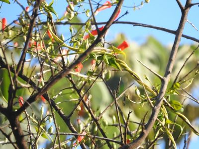 Manettia cordifolia, photographed by Cecilia Fer Díaz