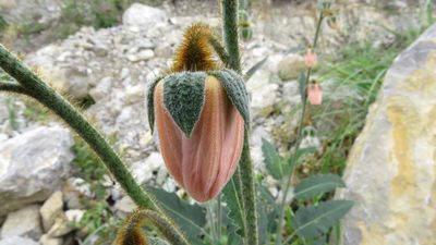 Nasa urentivelutina, photographed by Manuel Roncal