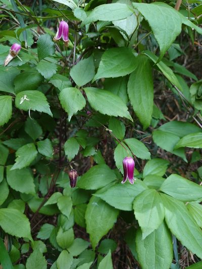 Clematis japonica, photographed by WATANABE Hitoshi 渡辺仁