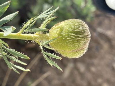 Romneya trichocalyx, photographed by Jim Riley