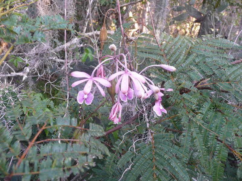 Psychilis atropurpurea, photographed by Yolanda M. Leon