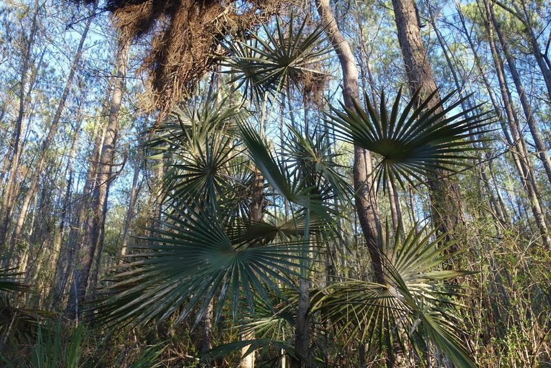 Coccothrinax scoparia, photographed by Yolanda M. Leon