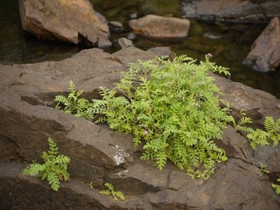 Cyathocline purpurea, photographed by Dinesh Valke