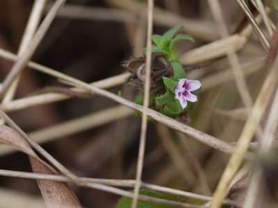 Ipomoea eriocarpa, photographed by Dinesh Valke