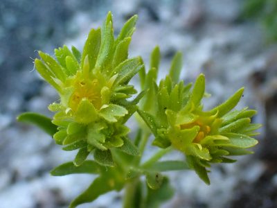 Potentilla longibracteata, photographed by Trevor Van Loon