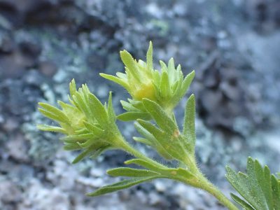 Potentilla longibracteata, photographed by Trevor Van Loon