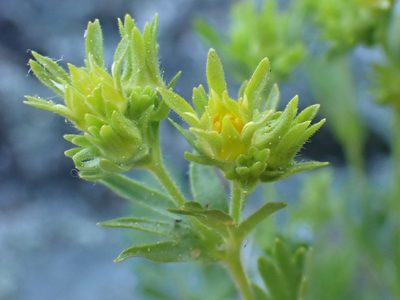 Potentilla longibracteata, photographed by Trevor Van Loon