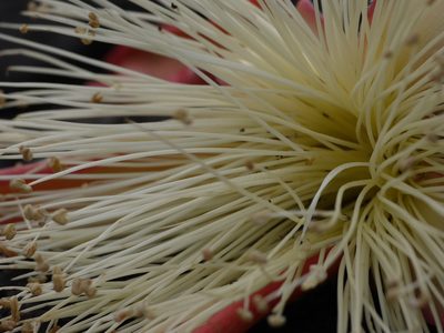 Bombax insigne, photographed by Dinesh Valke