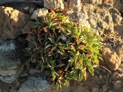 Limonium lowei, photographed by Duarte Frade