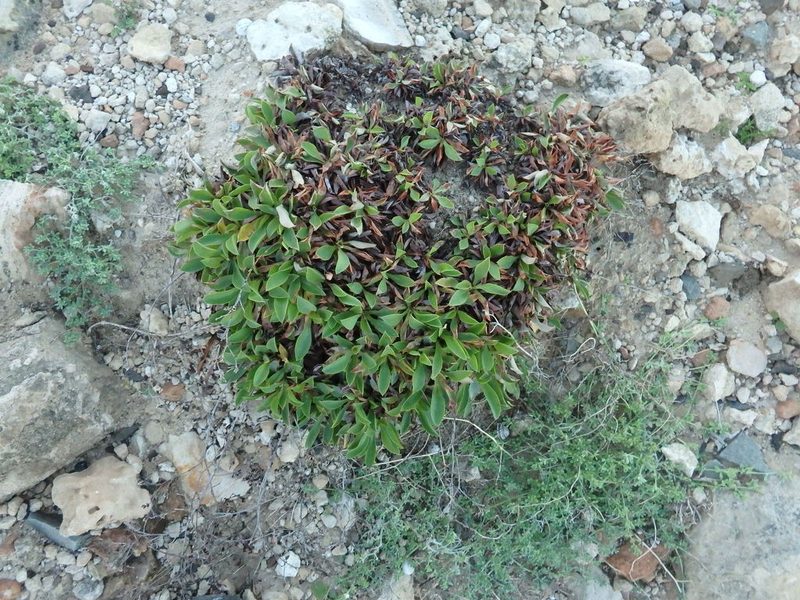 Limonium lowei, photographed by Duarte Frade