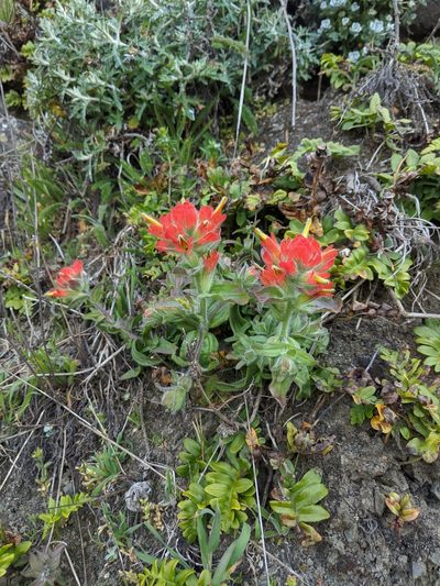 Castilleja litoralis, photographed by Edward Cope
