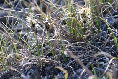 Carex duriuscula, photographed by Syd Cannings
