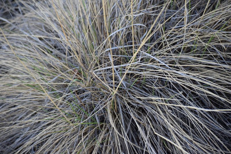 Calamagrostis purpurascens, photographed by Syd Cannings