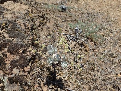 Eriogonum saxatile, photographed by joergmlpts