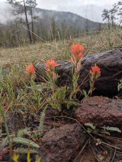 Castilleja brevilobata, photographed by Edward Cope