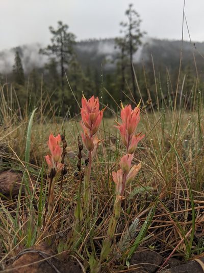Castilleja brevilobata, photographed by Edward Cope