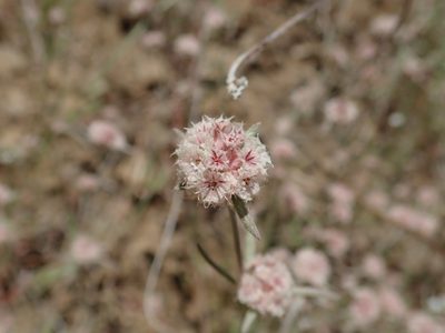Chorizanthe membranacea, photographed by joergmlpts