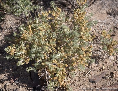 Picrothamnus desertorum, photographed by Tim Messick