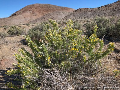 Tetradymia spinosa, photographed by Tim Messick