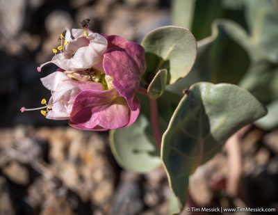 Mirabilis alipes, photographed by Tim Messick