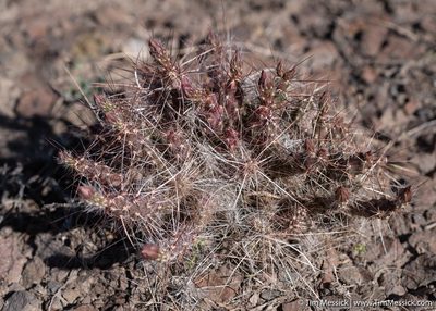 Micropuntia pulchella, photographed by Tim Messick