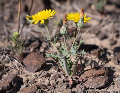 Malacothrix torreyi, photographed by Tim Messick