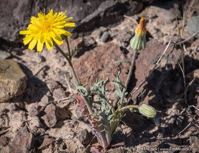 Malacothrix torreyi, photographed by Tim Messick