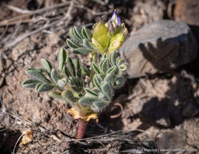 Lupinus brevicaulis, photographed by Tim Messick