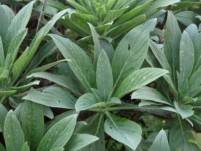 Echium portosanctense, photographed by Duarte Frade