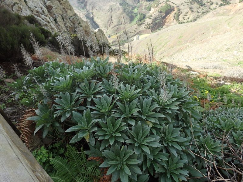 Echium portosanctense, photographed by Duarte Frade