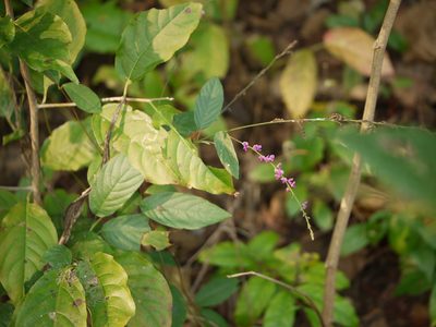 Pleurolobus gangeticus, photographed by Dinesh Valke