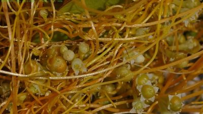 Cuscuta acuta, photographed by Don Johnston