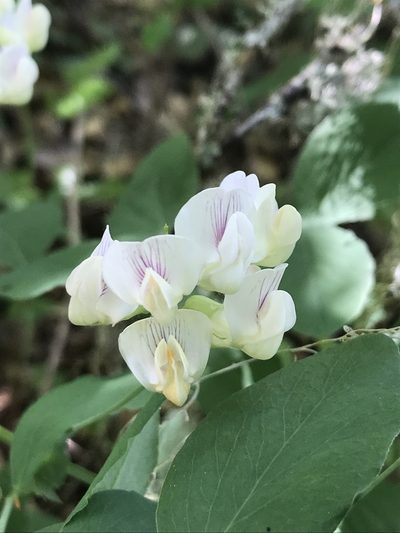Lathyrus holochlorus, photographed by Aaron Liston