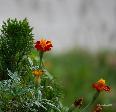 Tagetes patula, photographed by Rejoice Gassah