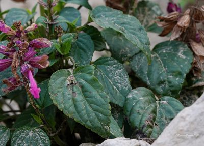 Salvia splendens, photographed by Rejoice Gassah