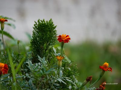 Tagetes patula, photographed by Rejoice Gassah