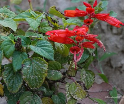 Salvia splendens, photographed by Rejoice Gassah