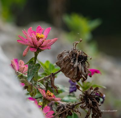 Zinnia elegans, photographed by Rejoice Gassah
