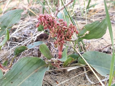 Rumex venosus, photographed by Doug Macaulay
