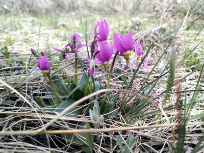 Primula conjugens, photographed by Doug Macaulay